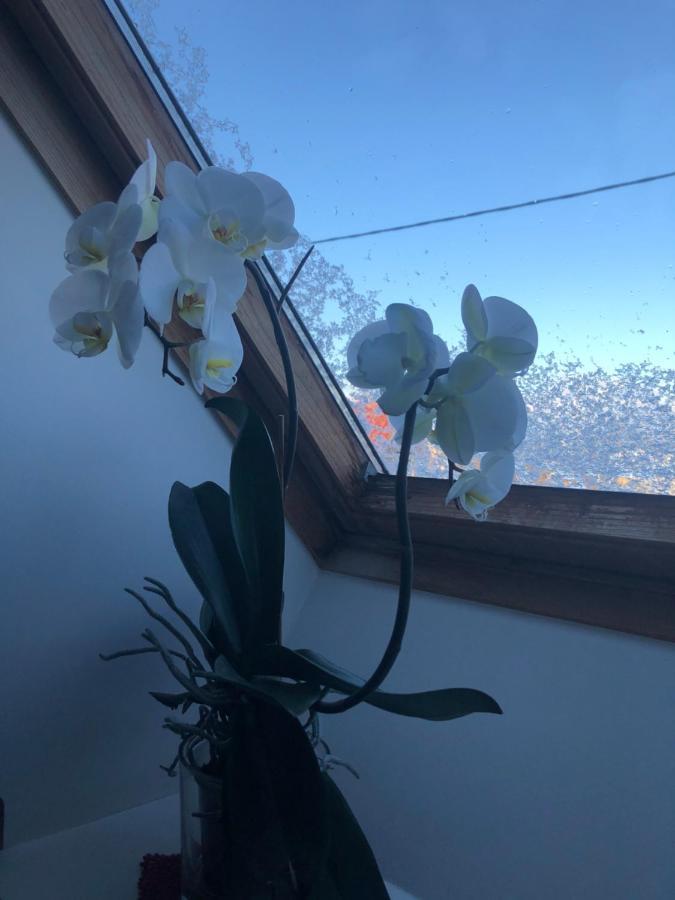 Manni Homestay Kuressaare Esterno foto