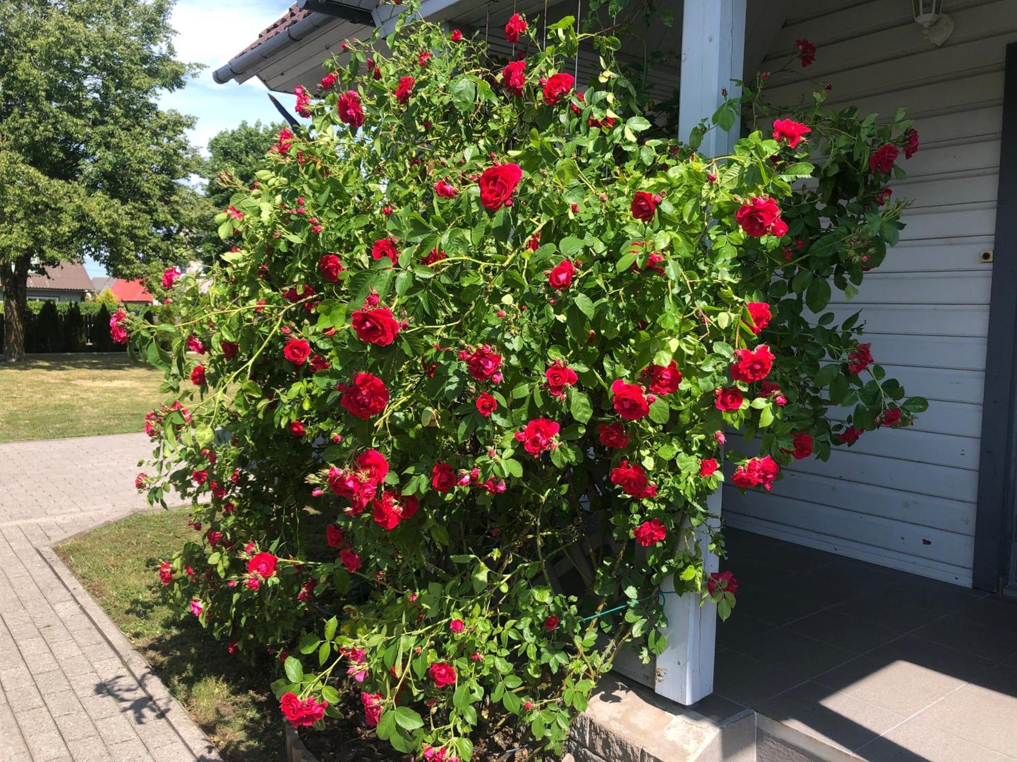 Manni Homestay Kuressaare Esterno foto